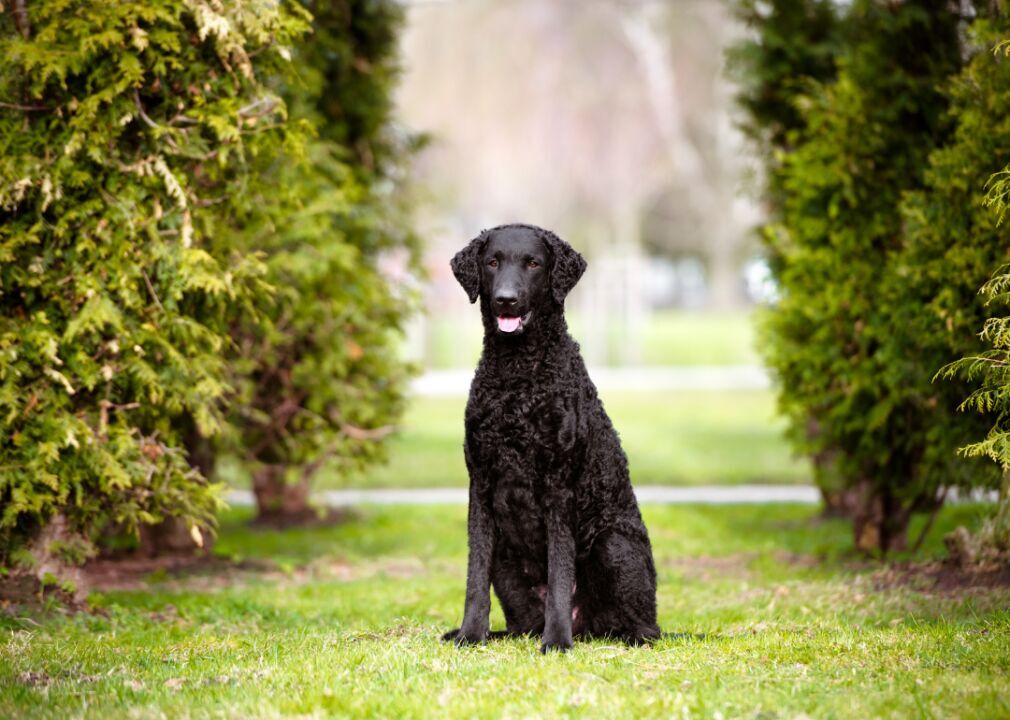 #31. Curly-coated retriever